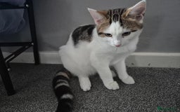 British Shorthair cats for sale: Male and female kittens - Image 5