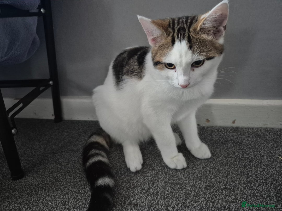 British Shorthair cats for sale: Male and female kittens - Image 5