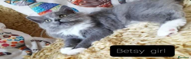 Maine Coon Kitten 4 Betsy