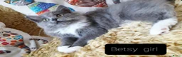 Mixed Breed cats for sale: Maine Coon X Ragdoll (Ragcoon) kittens - Advert 7