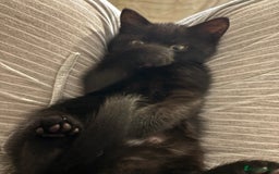 Mixed Breed cats for sale: Ragdoll/domestic shorthair  - Image 21