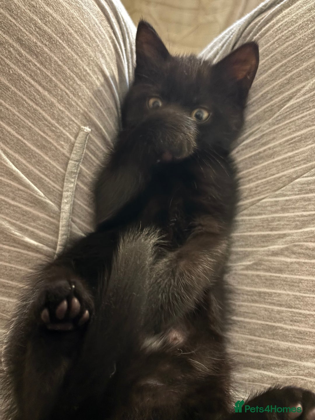 Mixed Breed cats for sale: Ragdoll/domestic shorthair  - Image 21