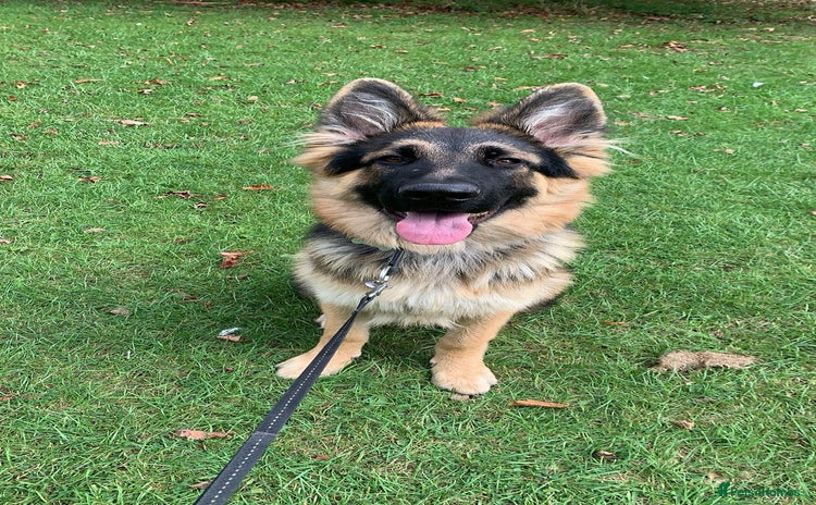 German Shepherd dogs - Advert 4