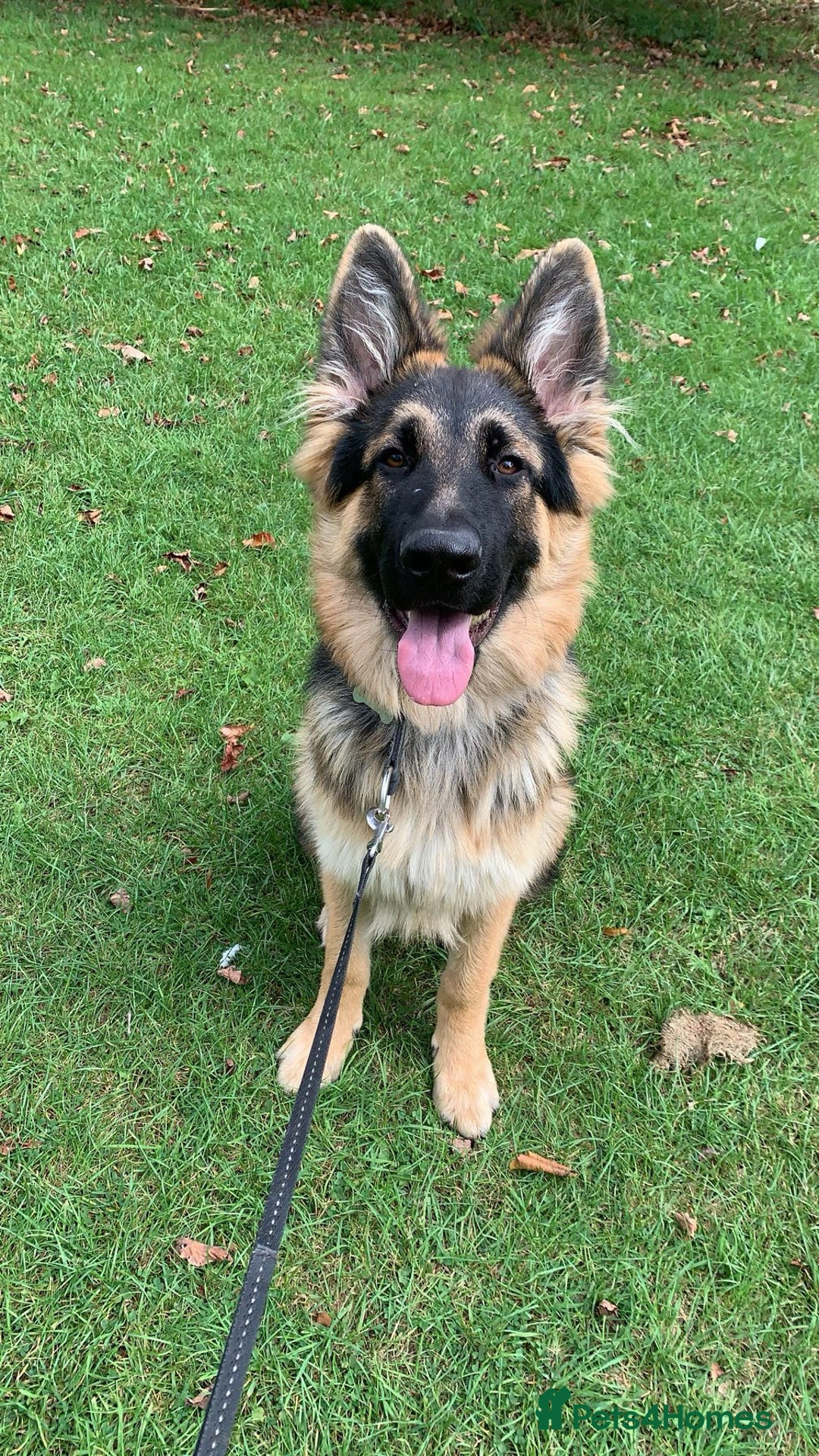 German Shepherd dogs for sale: German shepherd for sale - Image 1