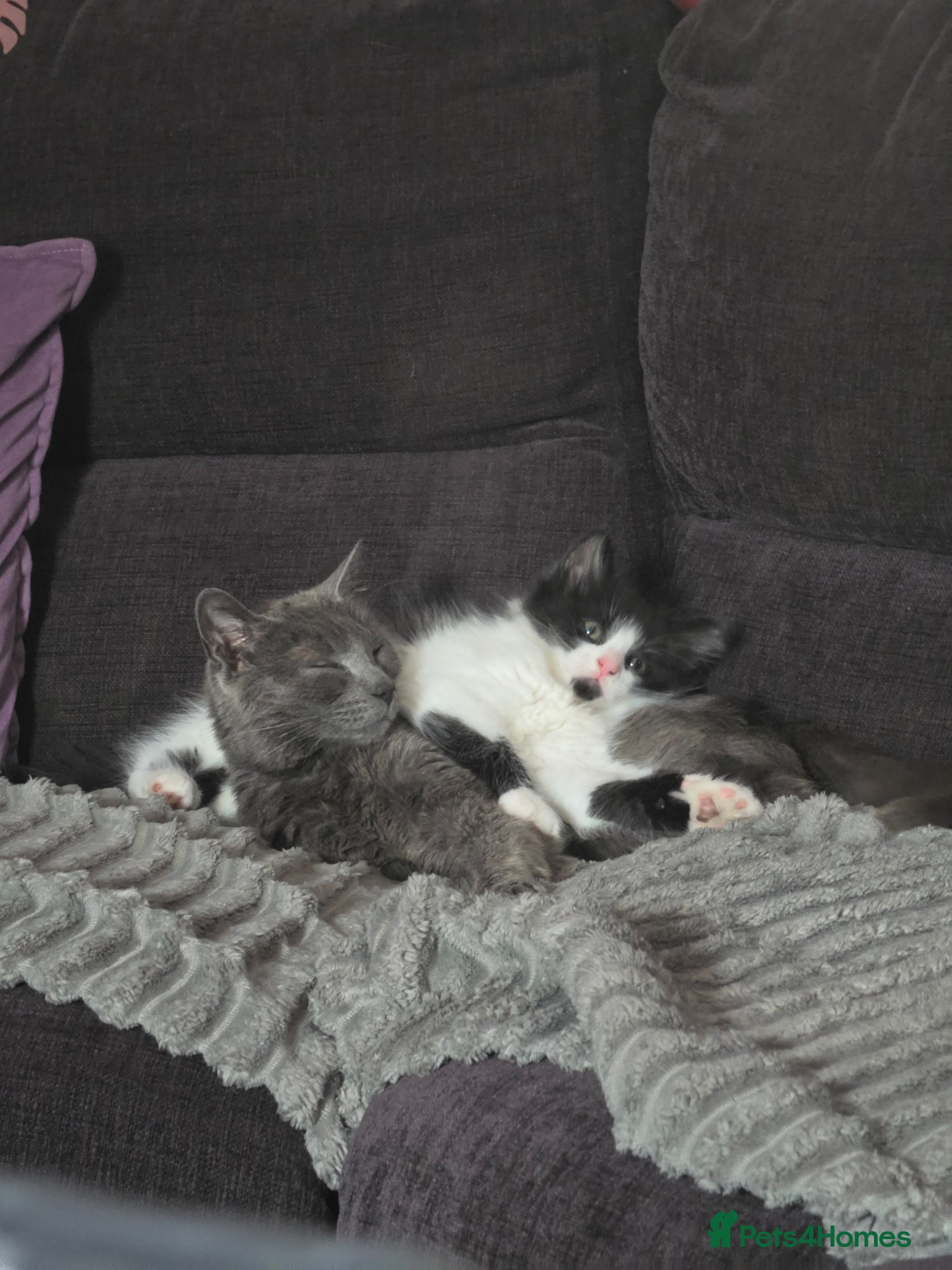 Mixed Breed cats Kittens ready to leaven - Advert 4