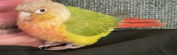 Conures birds for sale: Pineapple Conure - Advert 2