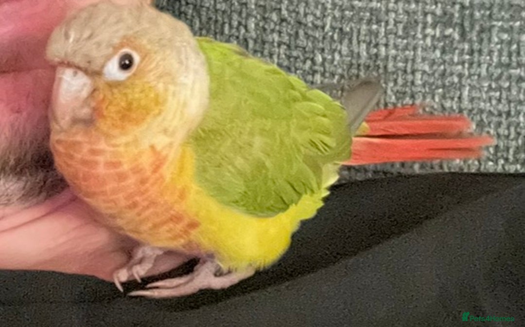 Conures birds for sale: Pineapple Conure - Advert 2