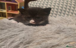 British Shorthair cats for sale: Beautiful kittens for sale - Image 8