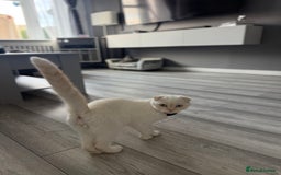 Scottish Fold cats for sale: URGENT - White Scottish Fold 🩷 - Image 4