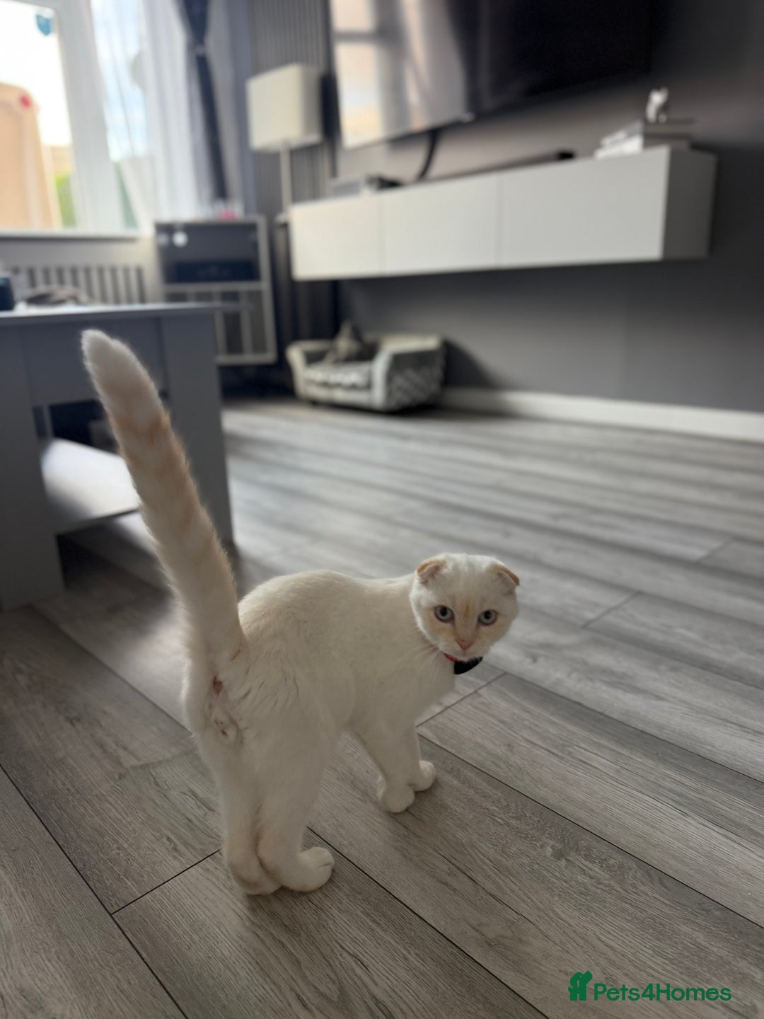 Scottish Fold cats for sale: URGENT - White Scottish Fold 🩷 - Image 4