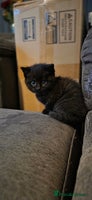 Mixed Breed cats 4 Adorable kittens ready 14th December - Advert 9