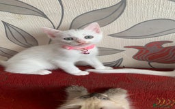 Mixed Breed cats for sale: White Gray and Ragdoll Kittens - Image 26