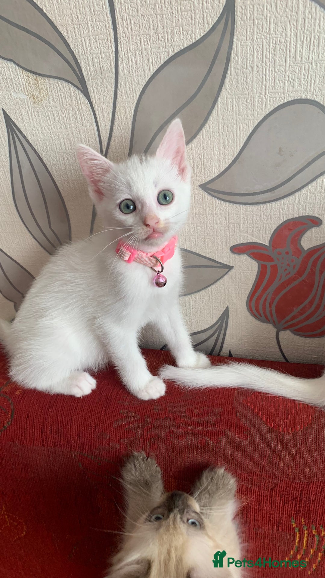 Mixed Breed cats for sale: White Gray and Ragdoll Kittens - Image 26