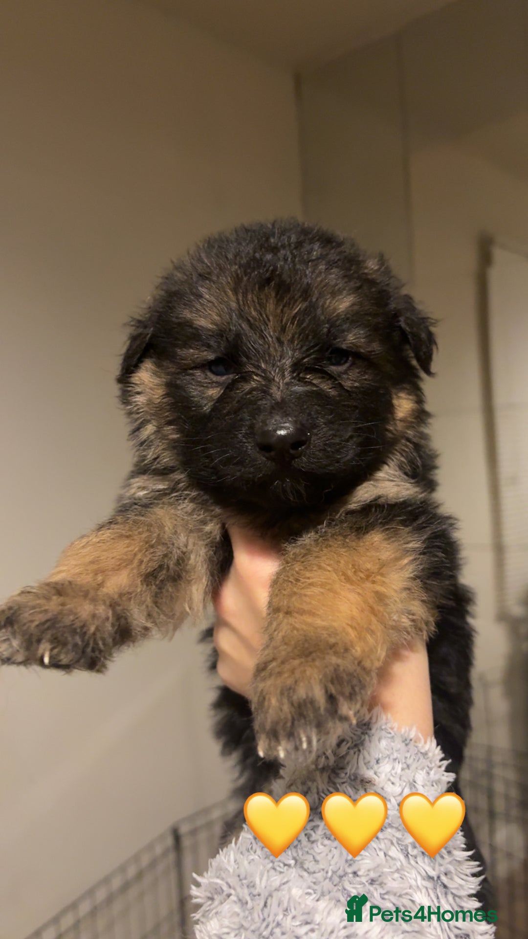 German Shepherd dogs for sale: German shepherd puppies - Advert 6