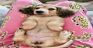 Miniature Dachshund dogs - Advert 15