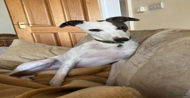 Whippet dogs - Advert 2