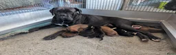 Boxer dogs for sale: Stunning KC registered boxer puppies  - Advert 2