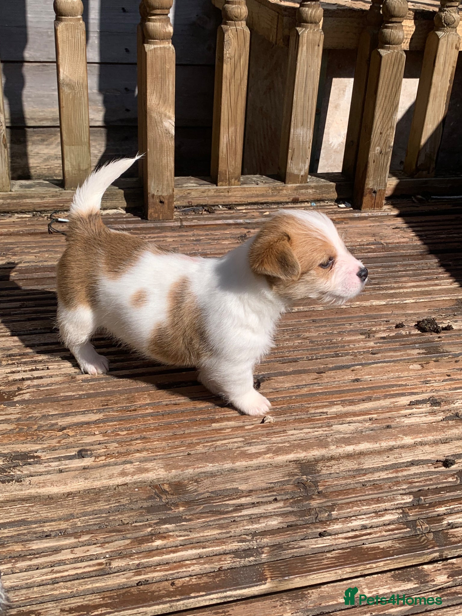 Mixed Breed dogs Jack Russell  x shihtzu  - Advert 12