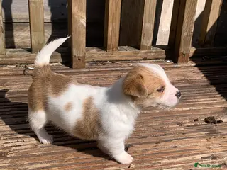 Mixed Breed dogs Jack Russell x shihtzu - Advert 12