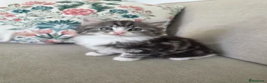 Mixed Breed Kitten 3