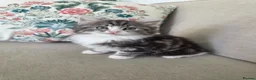 Mixed Breed cats for sale: Half Siberian kittens - ready to leave - Advert 7