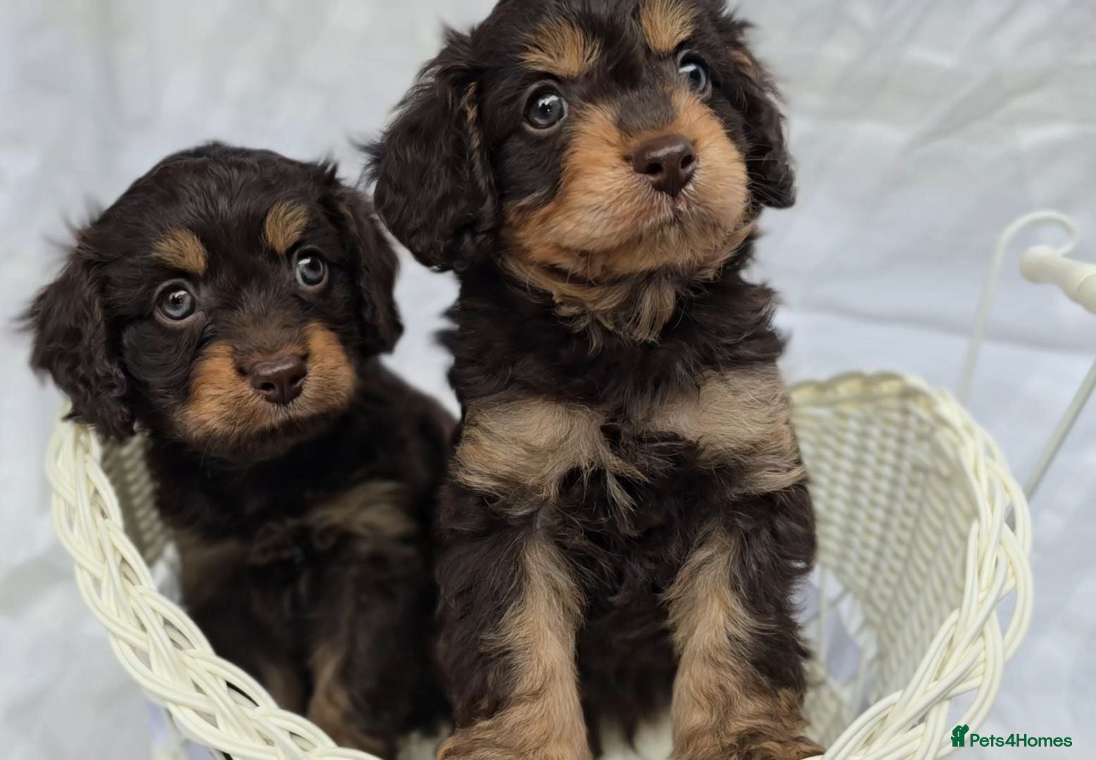 Cavapoo dogs F1 Cavapoo Puppies 3 remaining  - Advert 12