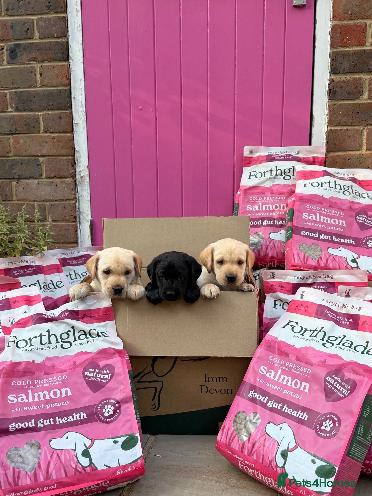 Labrador Retriever dogs 7 health tested Labrador puppies - Advert 1