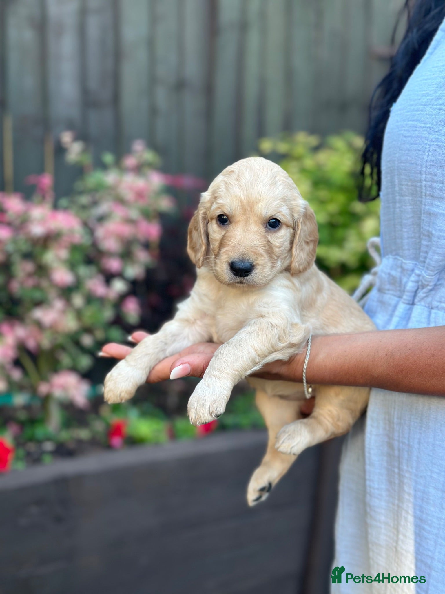 Goldendoodle dogs Beautiful Goldendoodle Puppies Available  - Advert 2