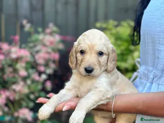 Goldendoodle dogs Beautiful Goldendoodle Puppies Available - Advert 2