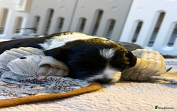 Bordoodle dogs for sale: Bordoodle Pups - Image 18