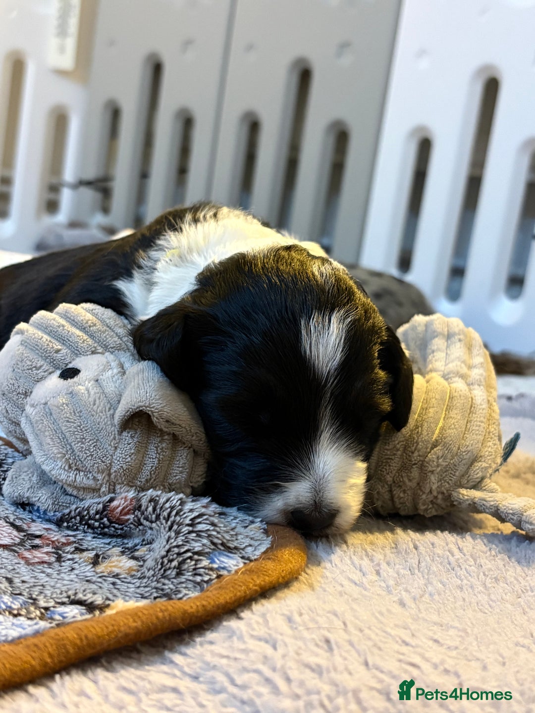 Bordoodle dogs for sale: Bordoodle Pups - Image 18