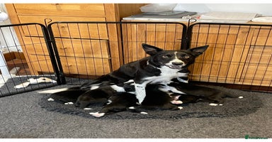 Border Collie dogs - Advert 5