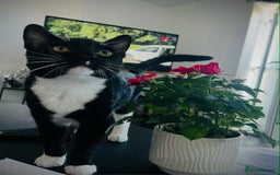 Mixed Breed cats for sale: 🐾 Sweet Cat Duo Looking for a Loving Home 🐾 - Image 5