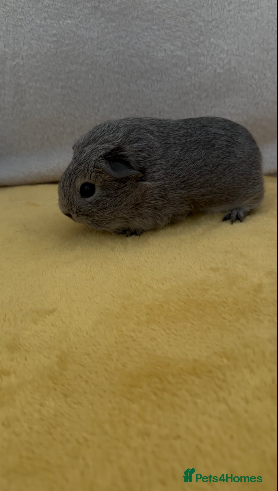 Guinea Pig rodents for sale: Young bonded male guinea pigs 🩶🤍 - Advert 8