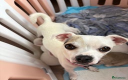 Chihuahua dogs for sale: Tiny chihuahua pups  - Image 9