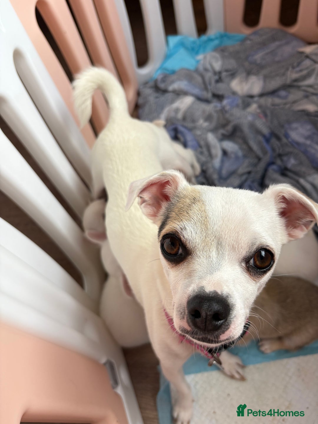 Chihuahua dogs for sale: Tiny chihuahua pups  - Image 9