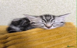 Mixed Breed cats for sale: Mixed bread kittens - Image 7