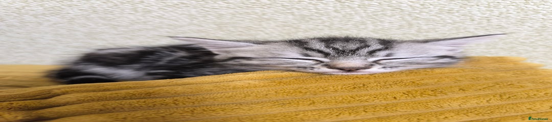 Mixed Breed Kitten 5