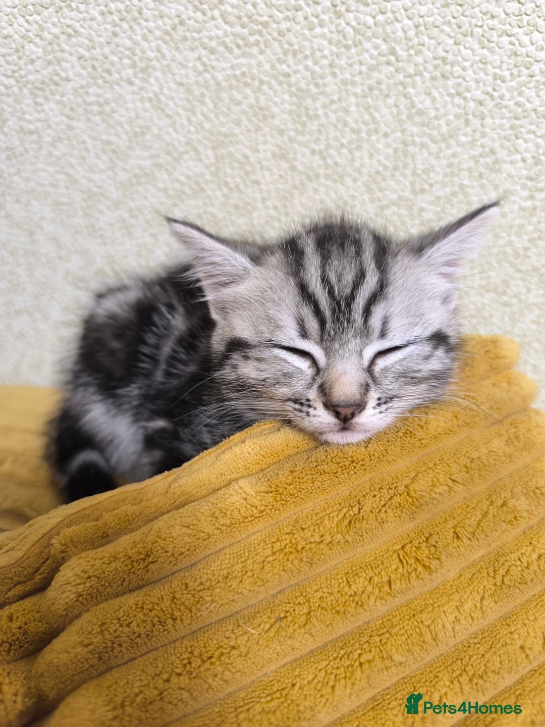 Mixed Breed cats for sale: Mixed bread kittens - Image 7