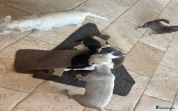 Mixed Breed cats for sale: Beautiful Boys READY NOW - Image 5