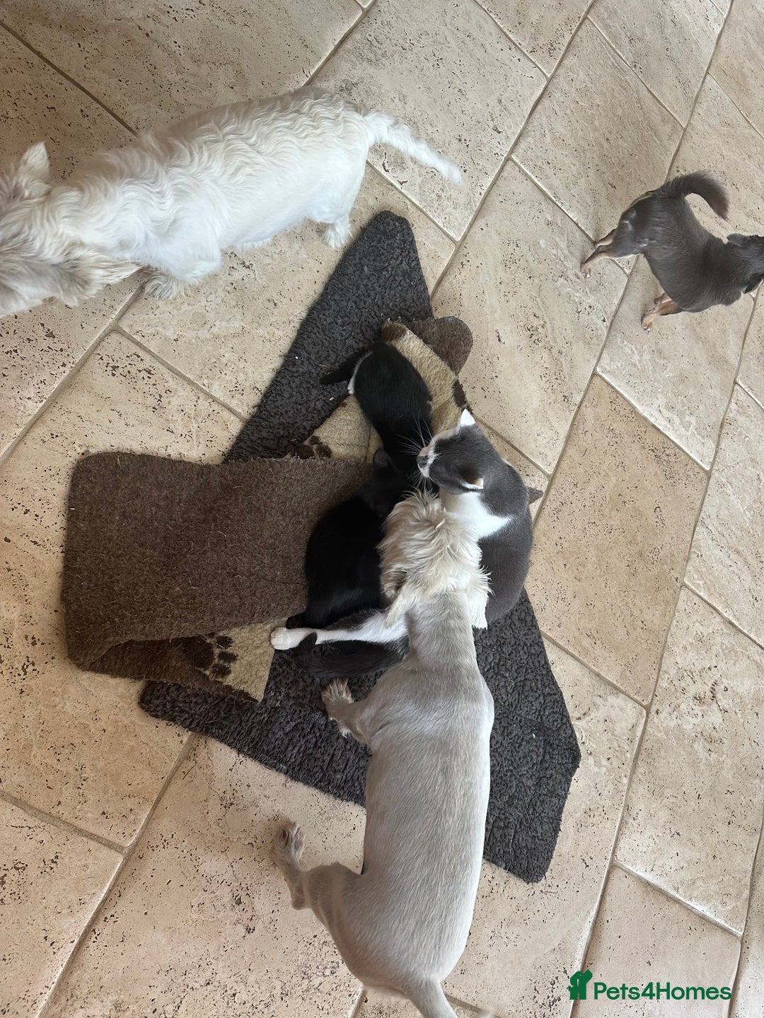 Mixed Breed cats for sale: Beautiful Boys READY NOW - Image 5