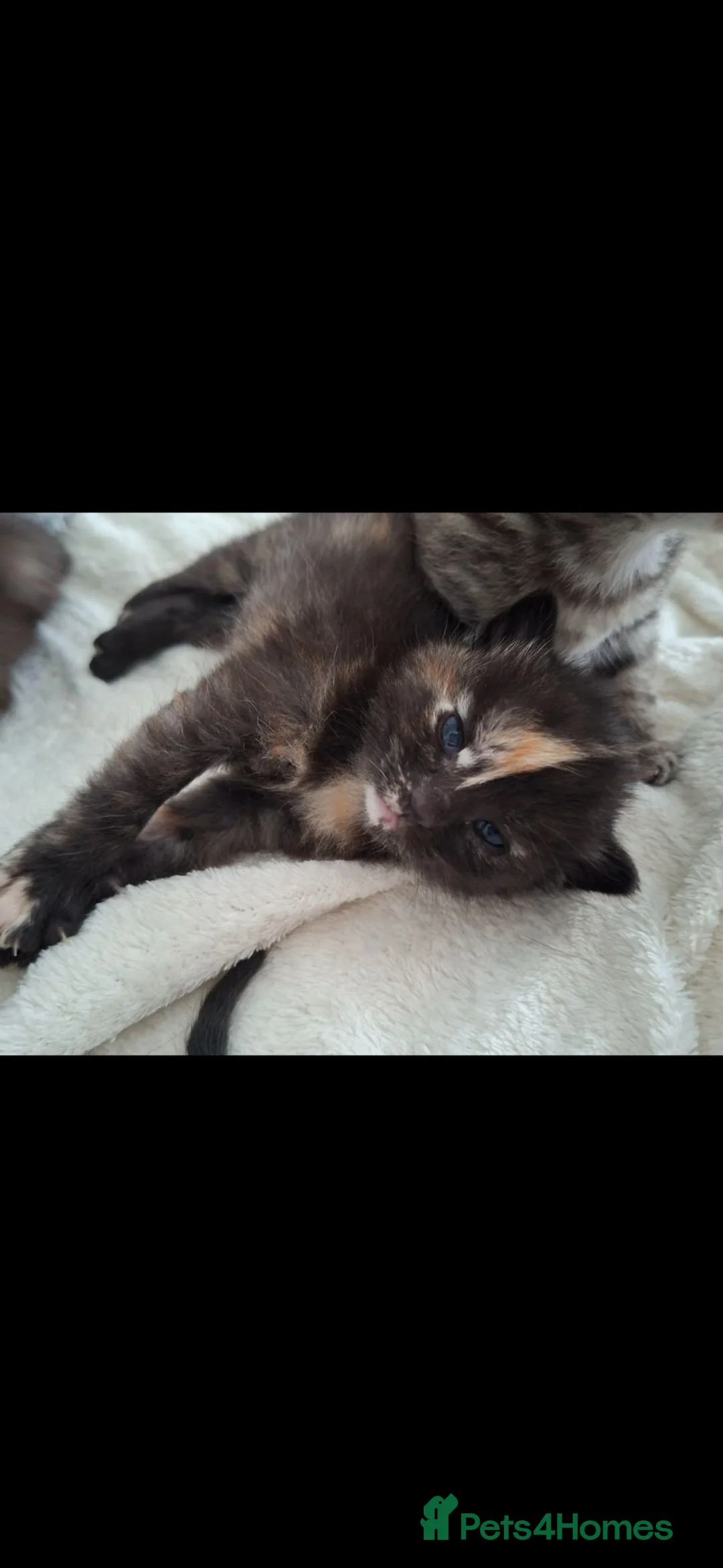 Mixed Breed cats for sale: 6 beautiful kittens ❤️ - Advert 1