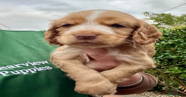 Cocker Spaniel dogs - Advert 9