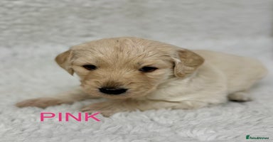 Goldendoodle dogs 💛F1 Castlecorrie Goldendoodle💛 - Advert 4