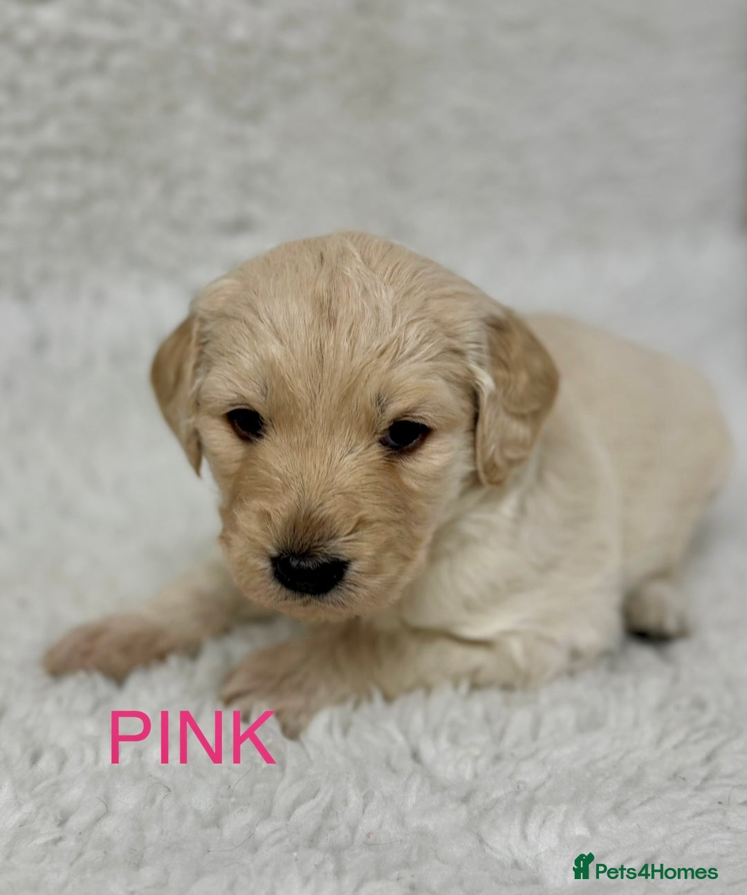 Goldendoodle dogs for sale: 💛F1 Castlecorrie Goldendoodle💛 - Advert 3