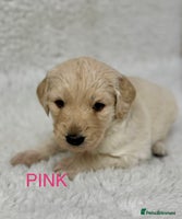 Goldendoodle dogs 💛F1 Castlecorrie Goldendoodle💛 - Advert 8