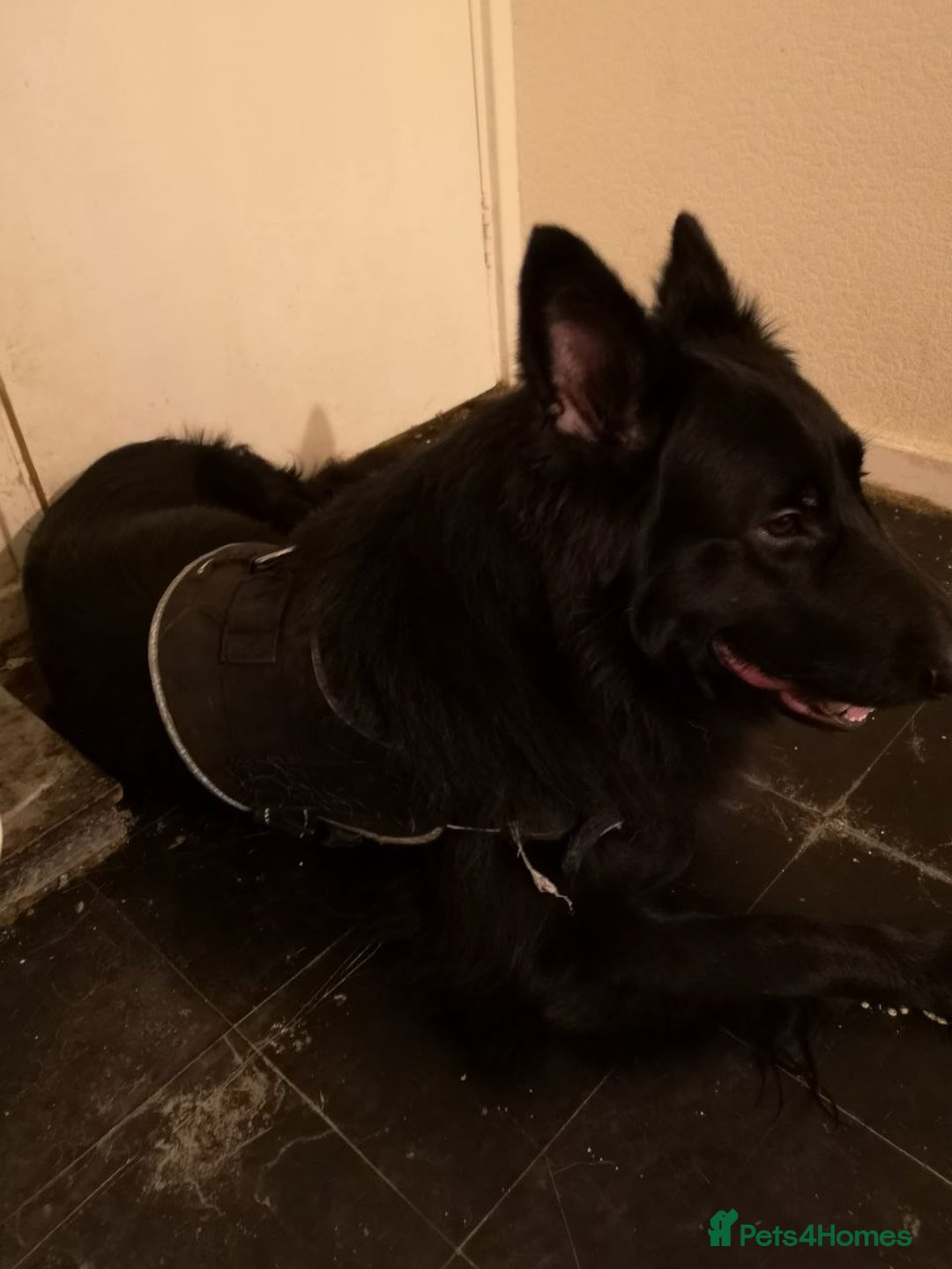 German Shepherd dogs for sale: One large straight back male puppy 11 weeks - Advert 11