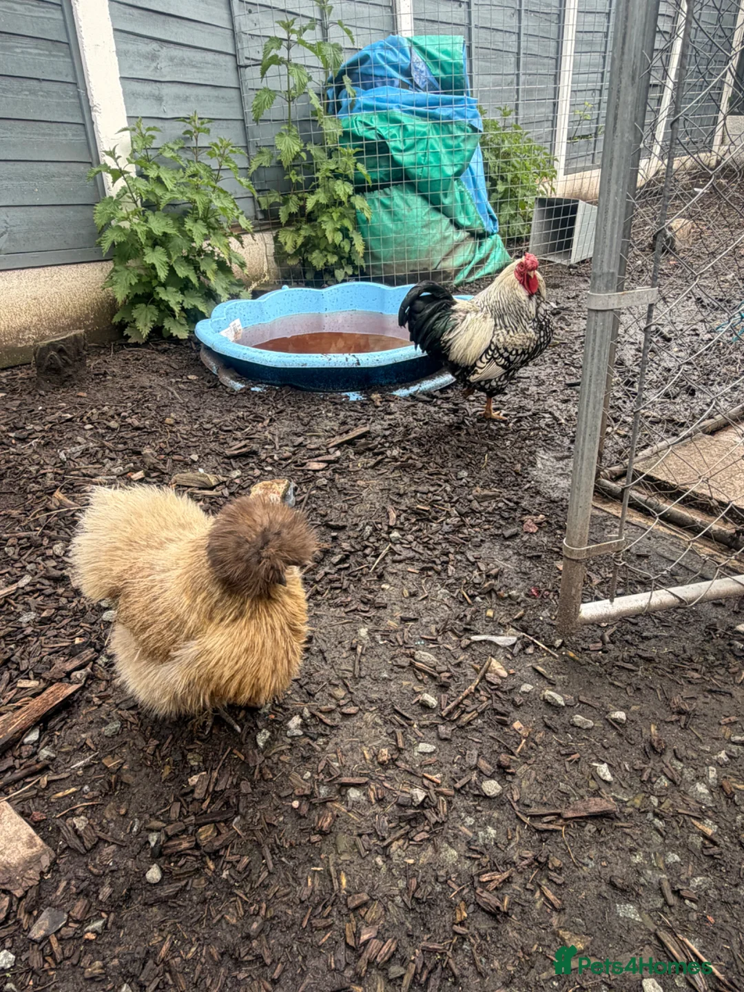 Chickens poultry for sale: Chickens & cockerel & set up in Ashton-under-Lyne - Advert 10