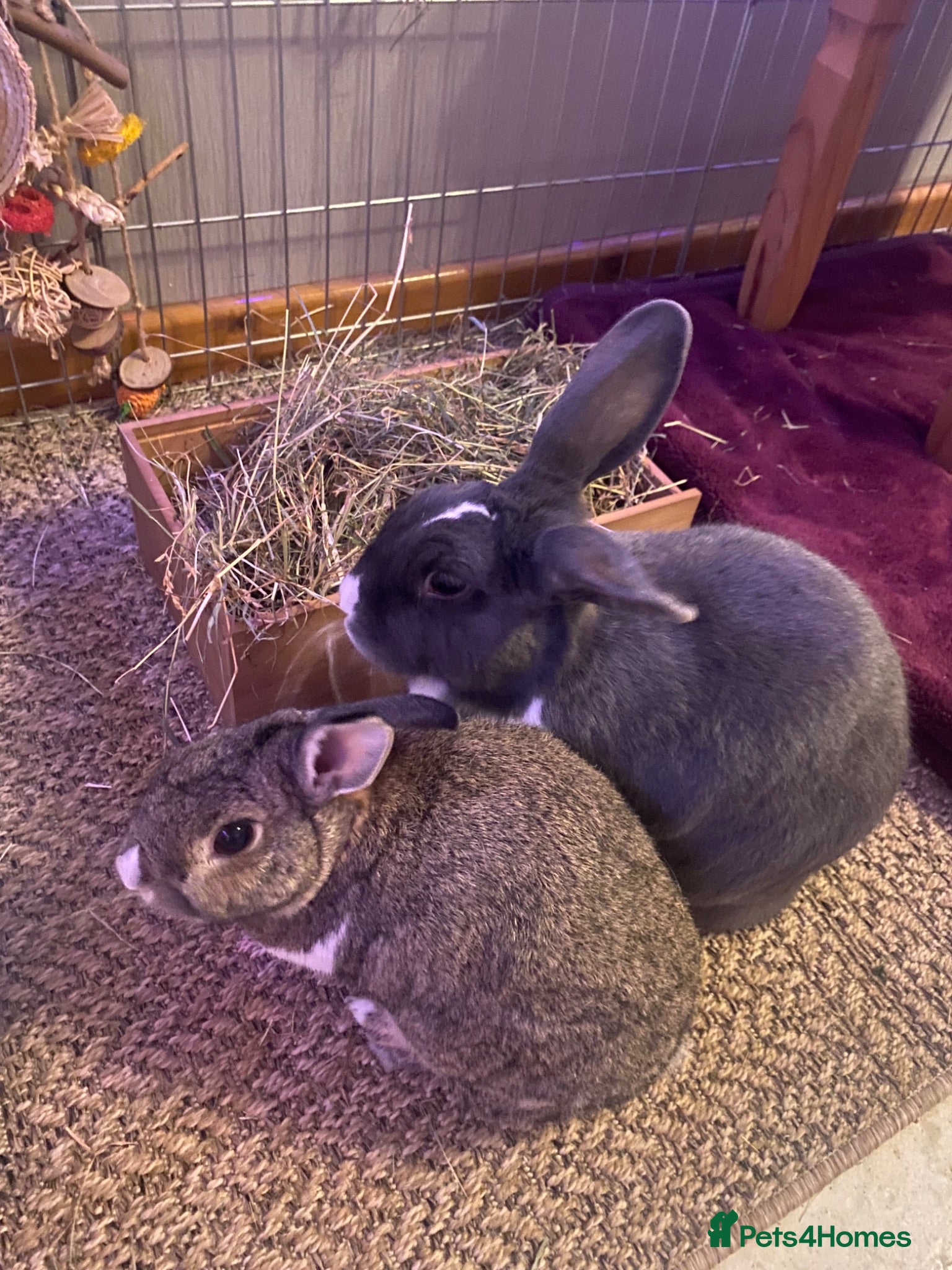 Rex rabbits 2 bonded rabbits - Advert 4