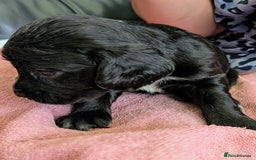 Sprocker dogs for sale: Working Sprocker puppies  - Image 8